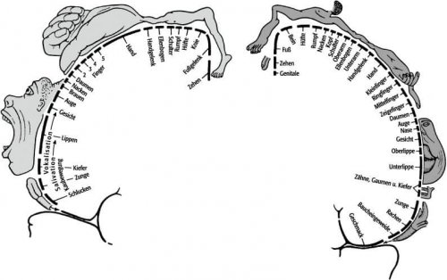Links motorischer Homunculus, rechts sensorischer Homunculus