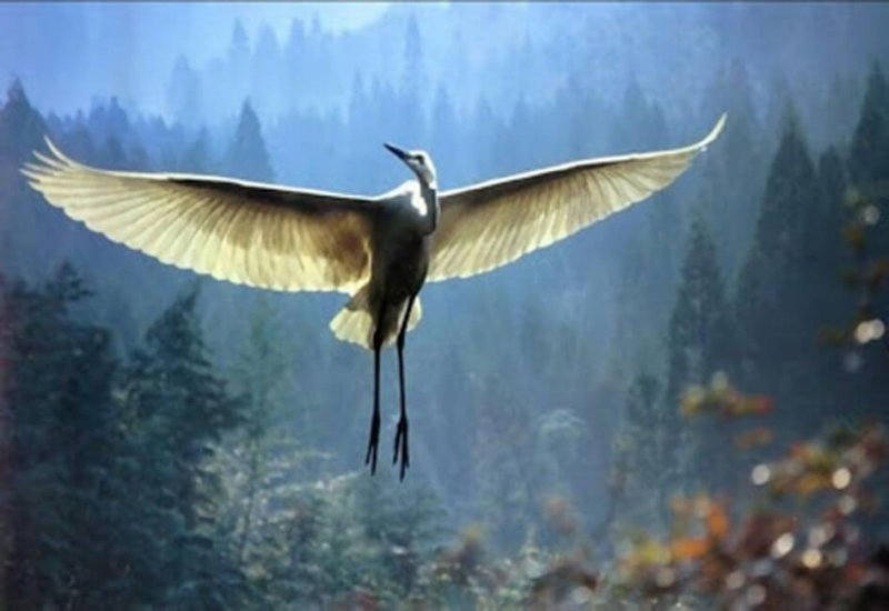 Der Greis und sein Kranich: eine bewegende Geschichte