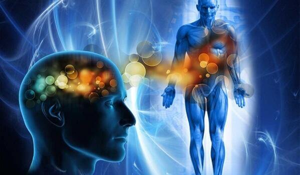 Der menschliche Körper: Der Kopf steuert den Rest.