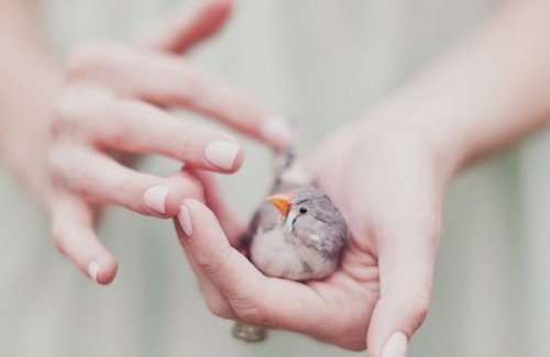 Ein Vogel auf einer Hand