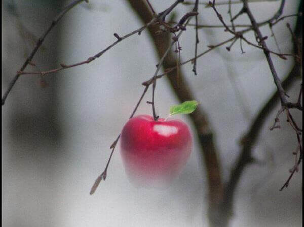 Roter Apfel hängt einsam an einem Baum