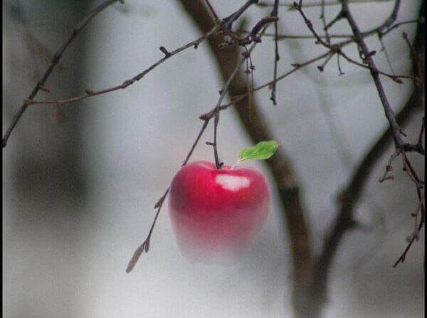 Die drei Männer fragen sich, wie sie eine Frucht teilen sollen.