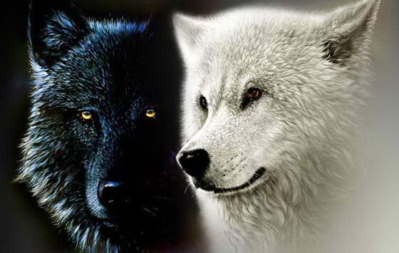 Die zwei Wölfe, unser innerer Kampf: eine Indianerweisheit der Cherokee