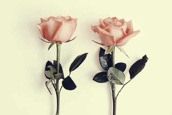 Rosen vor einer Wand