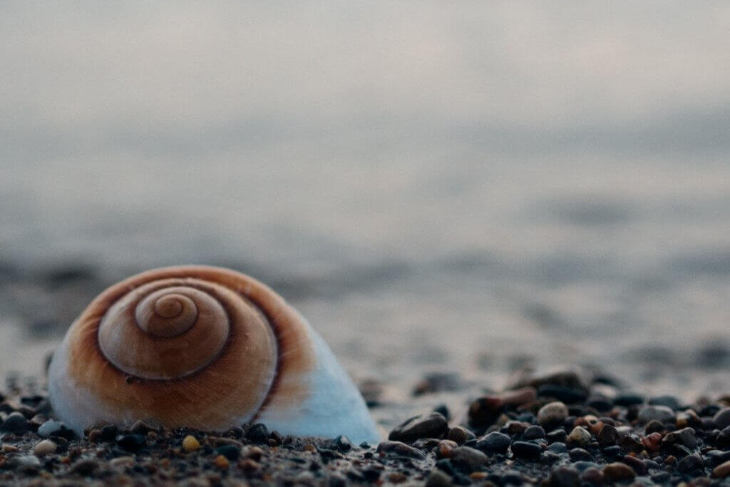 Schnecke am Meer