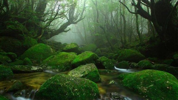 Ein Landschaftsbild zeigt einen dunkelgrünen Wald