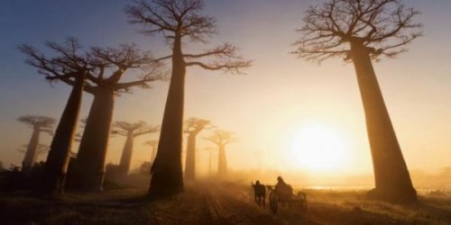 Affenbrotbäume in Afrika