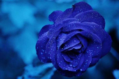 Eine blaue Rose mit Tau