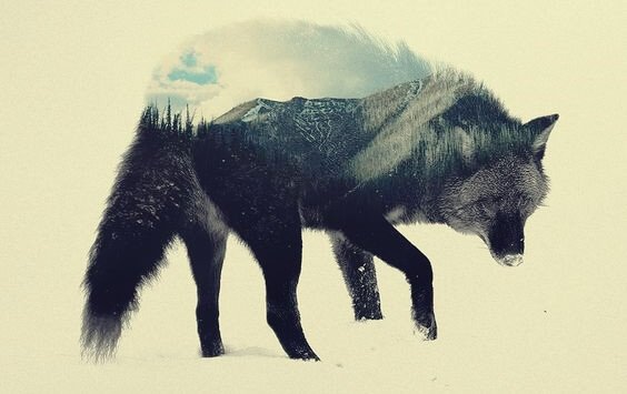 Der Steppenwolf - ein Werk zum Nachdenken