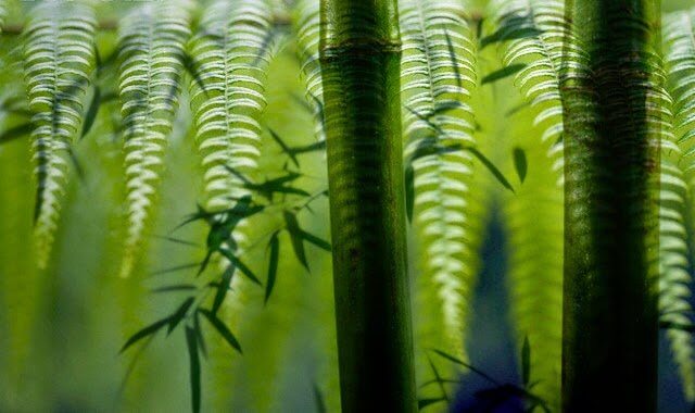 Der Farn und der Bambus - eine Fabel, um die Resilienz zu verstehen