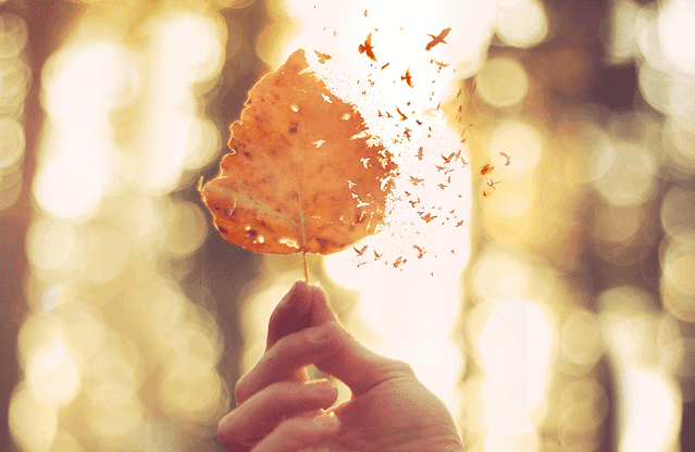 Hand, die ein Blatt hält