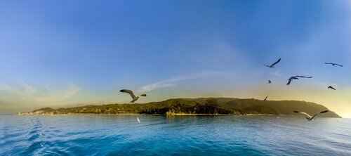 Möwen fliegen über eine Insel