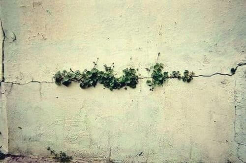 Pflanzen wachsen aus einem Spalt in einer Mauer.