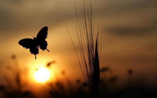 Schmetterling in der Sonne als Symbol für Veränderung zum Guten