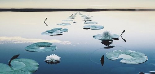 Seerosenblätter, die einen Pfad auf dem Wasser bilden.