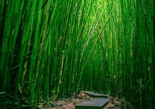 Weg in einem Bambuswald