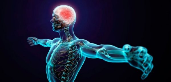 Eine Animation zeigt den menschlichen Körper durchsichtig mit einem leuchtenden Gehirn.