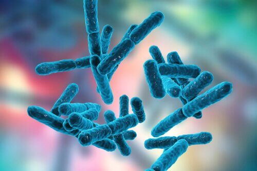 Bakterien als Symbol für den Zusammenhang zwischen Fibromyalgie und Probiotika