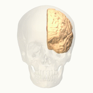 Darstellung der linken Gehirnhälfte und des cingulären Kortex