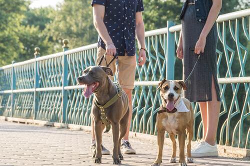 Fremde mit Hunden unterhalten sich auf der Straße.
