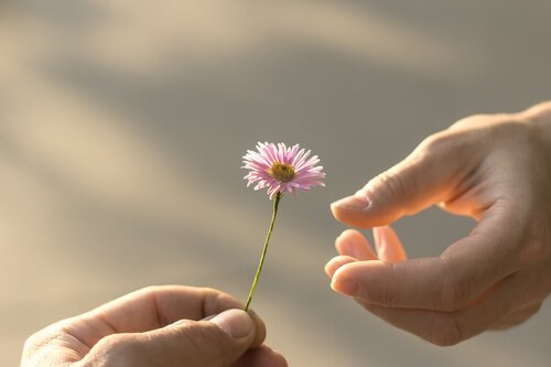 Hand reicht eine Blume als Zeichen für Vergebung