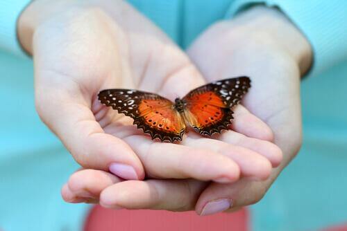 Schmetterling, der in zwei Händen sitzt