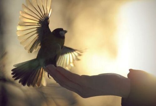 Vogel auf ausgestreckter Hand