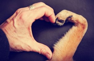 Hand und Pfote bilden ein Herz