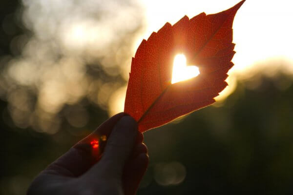 Ein Blatt wird gegen das Licht gehalten und lässt ein eingeschnittenes Herz erleuchten