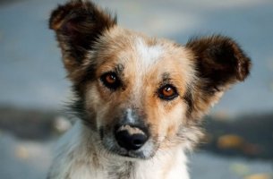 Ein Hund