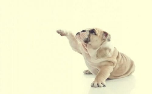 Hund hebt Pfote