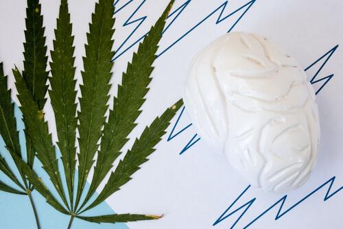 Der Konsum von Cannabis: Mythen und Wahrheiten