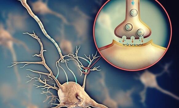 Acetylcholin: der Neurotransmitter, der die Kommunikation zwischen den Neuronen ermöglicht