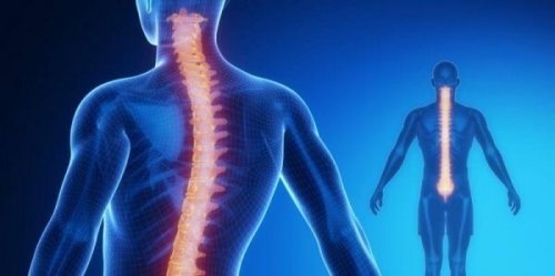 Rückenmark und Wirbelsäule