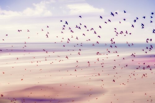 Ein Vogelschwarm über Meer und Wolken