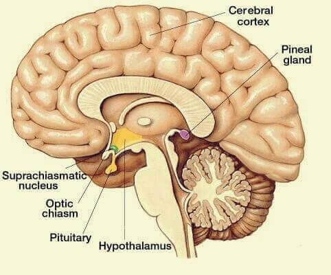 Übersicht der wichtigsten Gehirnareale