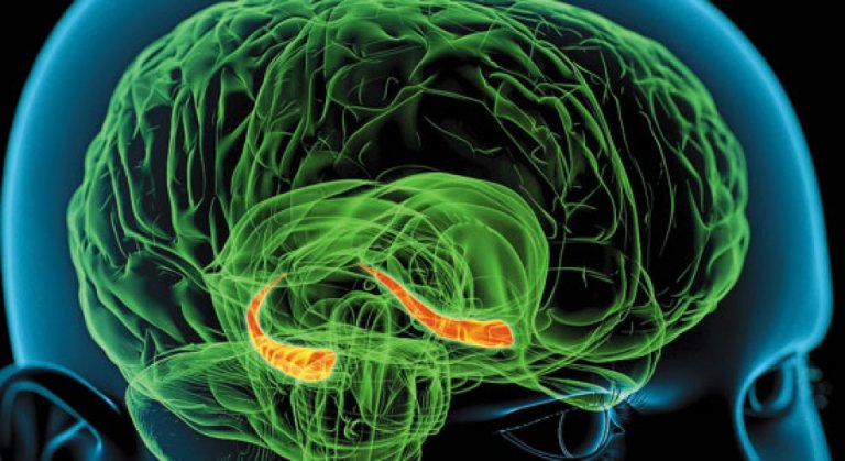 Der Hippocampus