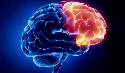 Orbitofrontaler Kortex