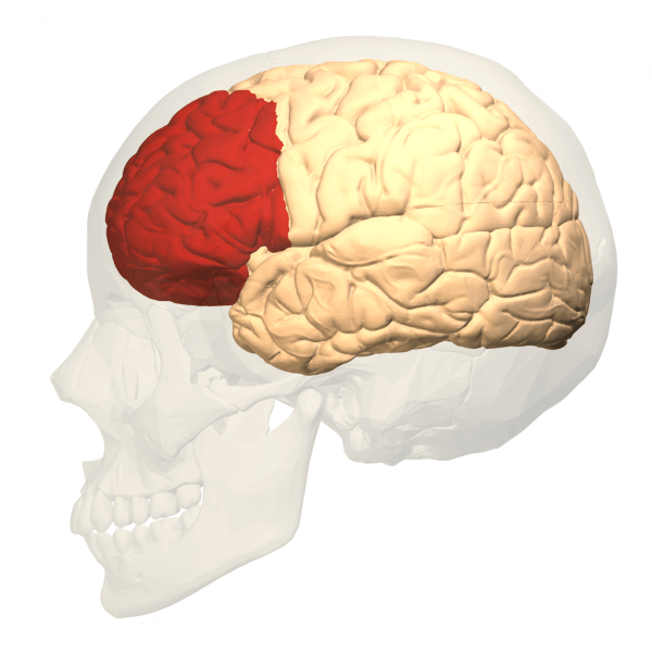 Der präfrontale Kortex rot markiert im Gehirn