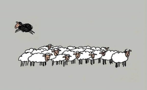 Wer nicht mit der Gruppe läuft, ist ein schwarzes Schaf.