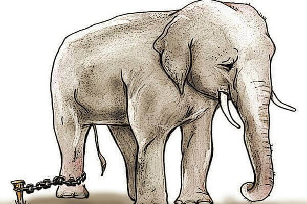 Der angekettete Elefant