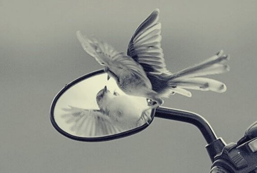 Vogel schaut in einen Spiegel