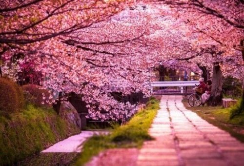 Blühende Kirschbäume in Japan
