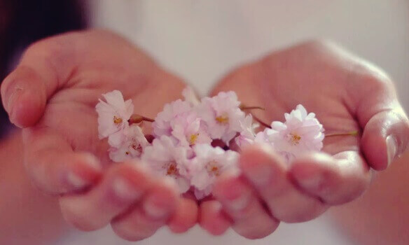 Rosa Blüten werden von zwei Händen gehalten