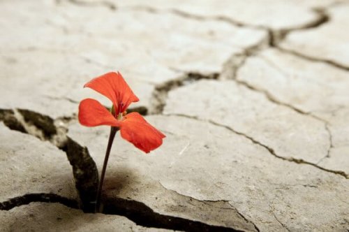 Blume wächst aus Felsen