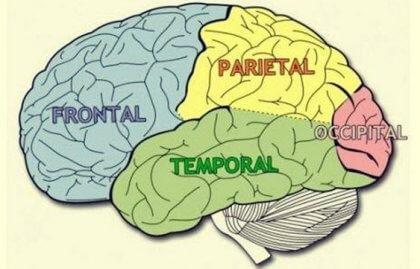 Merkmale und Funktionen der Hirnlappen