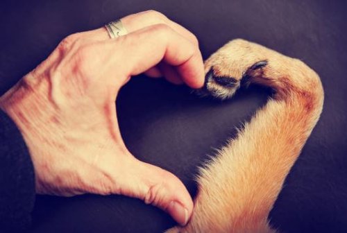 Menschenhand und Hundepfote formen ein Herz als Symbol dafür, ein Tier zu lieben