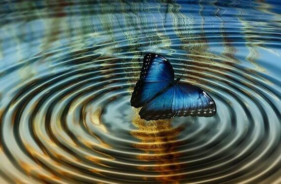Blauer Schmetterling auf einem See
