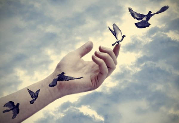 Vögel fliegen von einer Hand weg in den Himmel