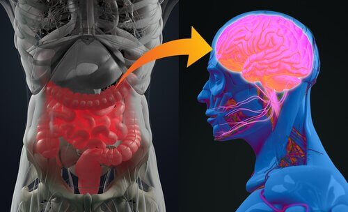 Nervensystem in Darm und Gehirn